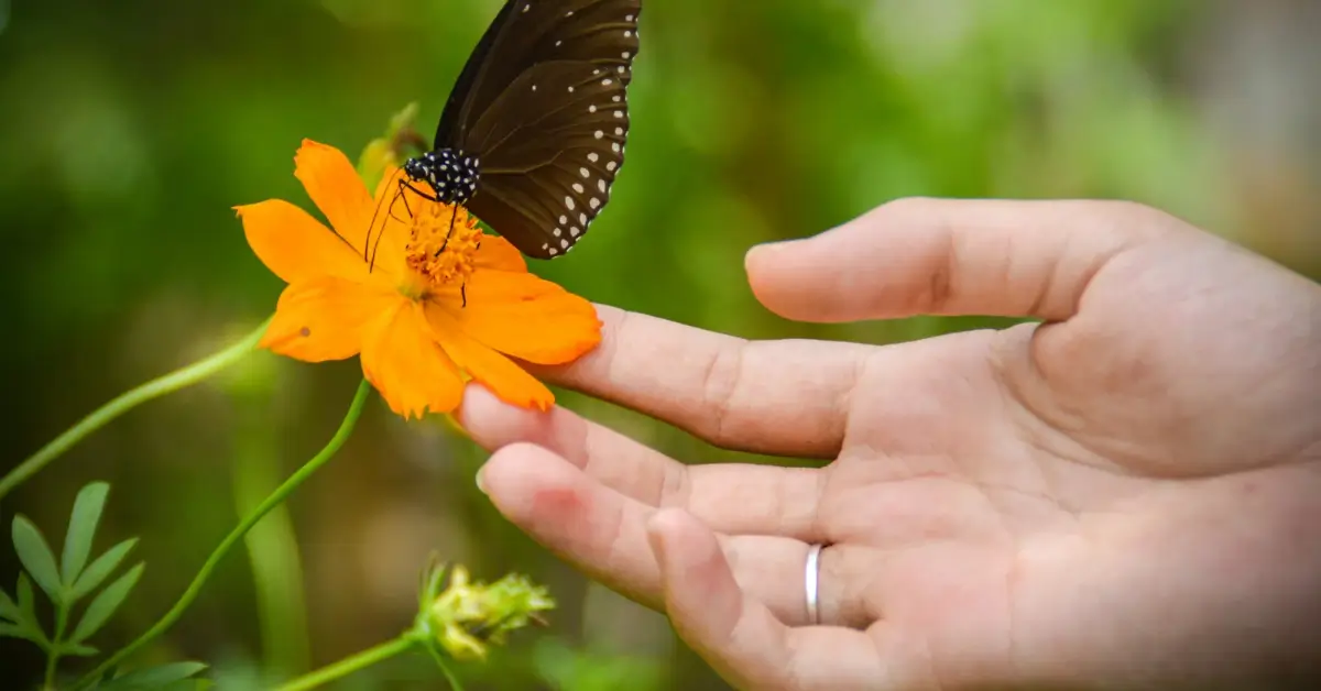 Mão estendida com uma borboleta pousada numa flor, representando leveza e a resposta sutil da presença de Deus.