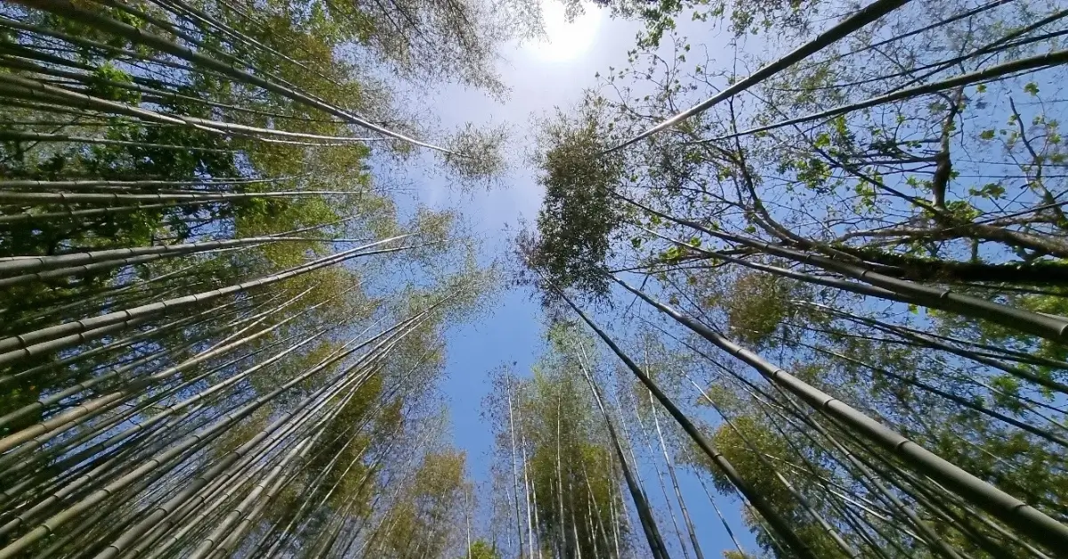 Céu azul entre bambuzais, representando a presença de Deus como o Pai da Casa CoHerência.