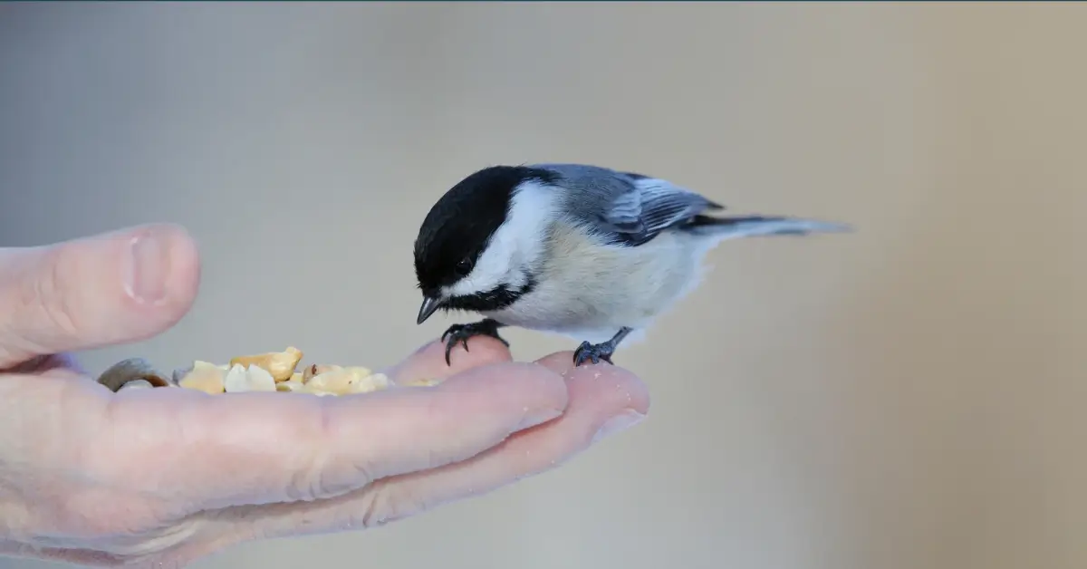 Pássaro comendo na mão de uma pessoa, simbolizando o cuidado e o amor incondicional, num relacionamento com Deus.