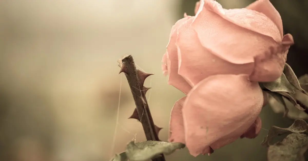 Rosa em primeiro plano com foco nos espinhos do caule, simbolizando vulnerabilidade e força.