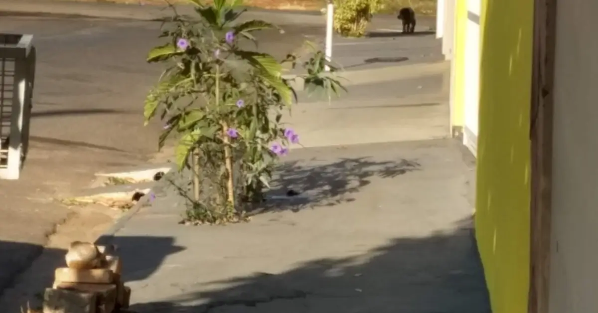 Calçada iluminada por sol de fim de tarde, com uma planta florida e um gato ao fundo, simbolizando o espaço público e plural onde todos podem existir.